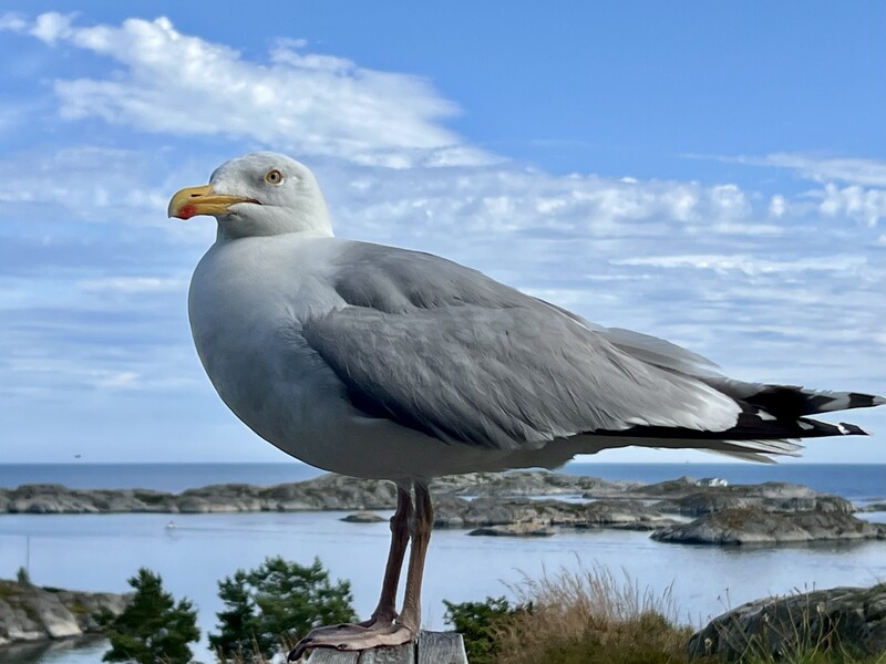 Klikk for å se forhåndsvisning