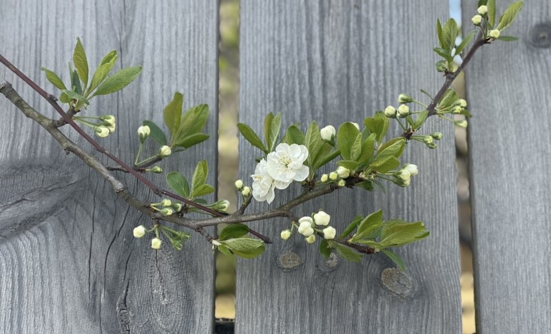 Klikk for å se forhåndsvisning